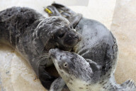 FEATURE - Seehundebabyaufzucht an der Nordsee