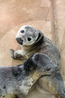 FEATURE - Seehundebabyaufzucht an der Nordsee