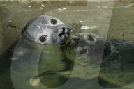 FEATURE - Seehundebabyaufzucht an der Nordsee