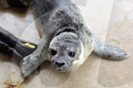 FEATURE - Seehundebabyaufzucht an der Nordsee