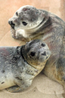 FEATURE - Seehundebabyaufzucht an der Nordsee