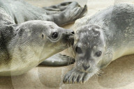 FEATURE - Seehundebabyaufzucht an der Nordsee