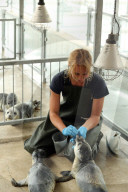 FEATURE - Seehundebabyaufzucht an der Nordsee