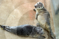 FEATURE - Seehundebabyaufzucht an der Nordsee