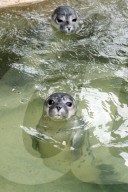 FEATURE - Seehundebabyaufzucht an der Nordsee