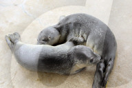 FEATURE - Seehundebabyaufzucht an der Nordsee