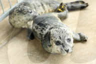 FEATURE - Seehundebabyaufzucht an der Nordsee