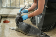 FEATURE - Seehundebabyaufzucht an der Nordsee