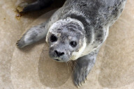 FEATURE - Seehundebabyaufzucht an der Nordsee