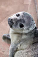 FEATURE - Seehundebabyaufzucht an der Nordsee