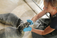 FEATURE - Seehundebabyaufzucht an der Nordsee