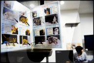 FEATURE -  Tokio: Das Katzencafe Calico