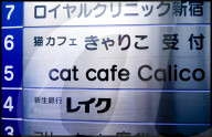FEATURE -  Tokio: Das Katzencafe Calico