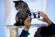 FEATURE -  Tokio: Das Katzencafe Calico