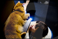 FEATURE -  Tokio: Das Katzencafe Calico