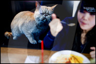 FEATURE -  Tokio: Das Katzencafe Calico