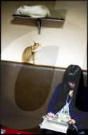 FEATURE -  Tokio: Das Katzencafe Calico
