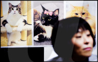 FEATURE -  Tokio: Das Katzencafe Calico