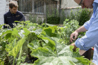 FEATURE - Städtischer Gemüsegarten