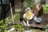 FEATURE - Städtischer Gemüsegarten