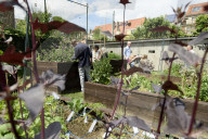 FEATURE - Städtischer Gemüsegarten