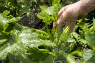 FEATURE - Städtischer Gemüsegarten