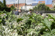 FEATURE - Städtischer Gemüsegarten