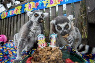 FEATURE - Lemur feiert Geburtstag