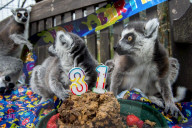 FEATURE - Lemur feiert Geburtstag
