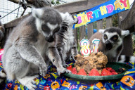 FEATURE - Lemur feiert Geburtstag