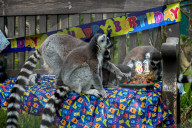 FEATURE - Lemur feiert Geburtstag