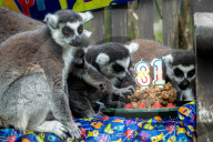 FEATURE - Lemur feiert Geburtstag