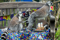 FEATURE - Lemur feiert Geburtstag
