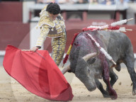 NEWS - Bulle spiesst Torero auf – Ivan Fandiño stirbt nach Stierkampf (Archivbilder)