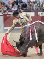 NEWS - Bulle spiesst Torero auf – Ivan Fandiño stirbt nach Stierkampf (Archivbilder)