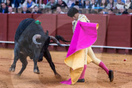 NEWS - Bulle spiesst Torero auf – Ivan Fandiño stirbt nach Stierkampf (Archivbilder)