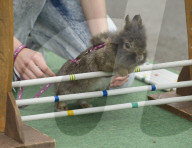 FEATURE - Kanin-Hop: Springende Hasen