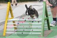 FEATURE - Kanin-Hop: Springende Hasen