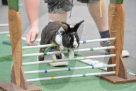 FEATURE - Kanin-Hop: Springende Hasen