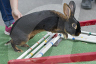FEATURE - Kanin-Hop: Springende Hasen