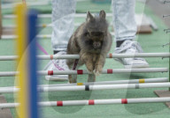 FEATURE - Kanin-Hop: Springende Hasen
