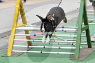 FEATURE - Kanin-Hop: Springende Hasen