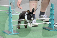 FEATURE - Kanin-Hop: Springende Hasen