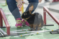 FEATURE - Kanin-Hop: Springende Hasen