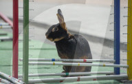 FEATURE - Kanin-Hop: Springende Hasen