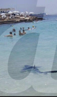 NEWS - Haifische vor Mallorca