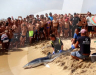FEATURE - Haialarm bei Magaluf auf Mallorca