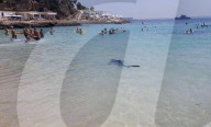 FEATURE - Haialarm bei Magaluf auf Mallorca