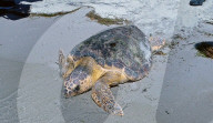 FEATURE - Schildkröte Winnie wird mit einem Sensor in die Freiheit entlassen