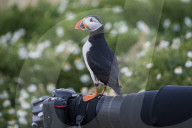 FEATURE - Papageientaucher hat Fotokamera beschlagnahmt